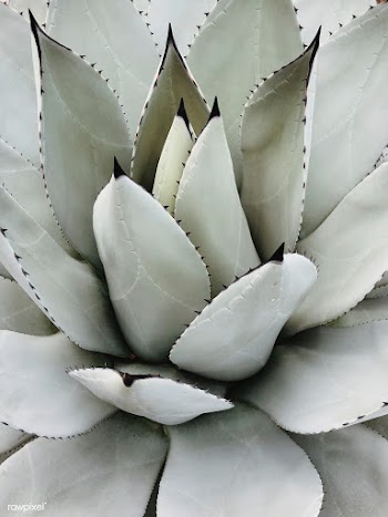 Close up of a succulent