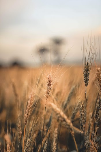 Close-up Of A Wheat Plant in A Cropland