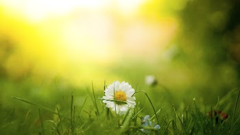 Close-up of a white daisy | Free Photo - rawpixel