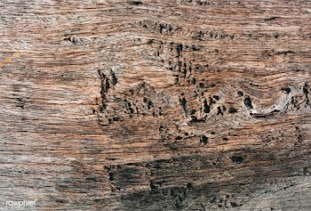 Close up of a wooden plank | Free stock vector - 525372
