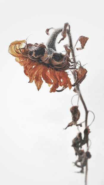 Close up of an old sun flower.