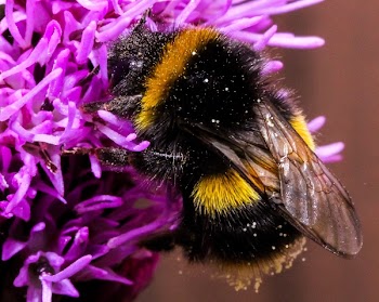 Close-up of Bee on Purple Flower