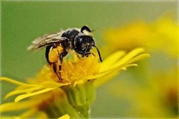 Close-up of Bee on Yellow Flower