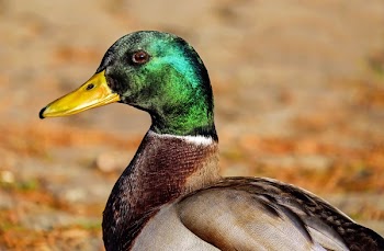 Close-up of Bird