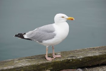Close-up of Bird 