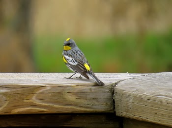Close-up of Bird on Wood