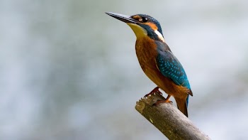 Close-up of Bird Perching on Branch