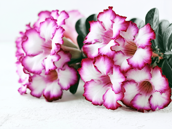 Close-Up of Blooming Desert Rose Flowers