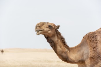 Close-up of Brown Camel