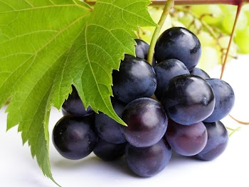 Close-up of bunch of black grapes on white background