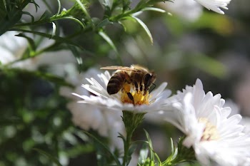 Close-up of Butterfly Pollinating on Flower