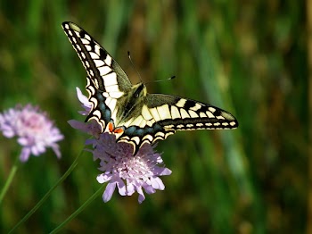 Close-up of Butterfly Pollinating on Flower