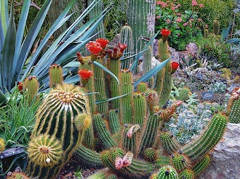 Close-up of Cactus