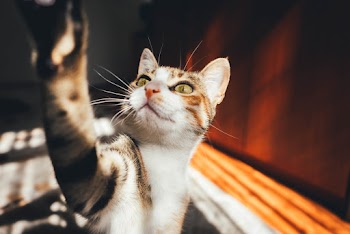 Close-up of Calico Cat Beside Brown Furniture