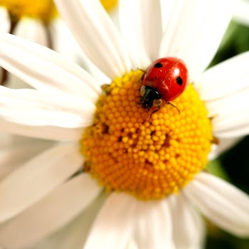 Close-up of Camomiles