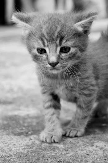Close-up of Cat