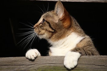 Close-up of Cat