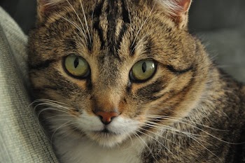 Close-up of Cat