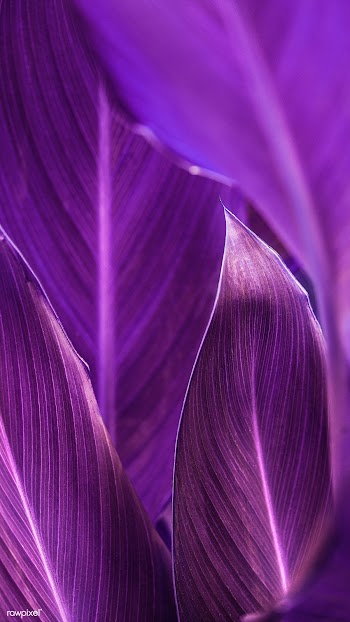 Close up of Cigar flower leaves mobile wallpaper | Free  photo - 2266498