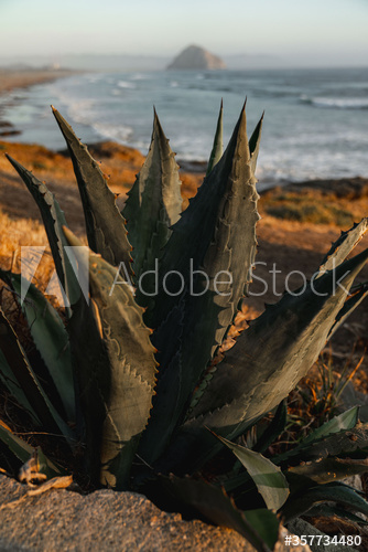 Close up of coastal cactus plant