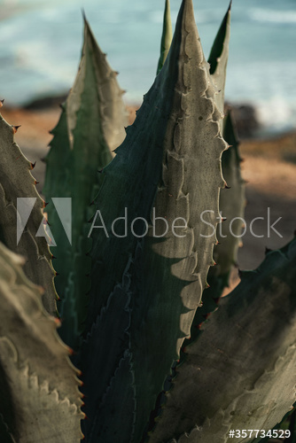 Close up of coastal cactus plant
