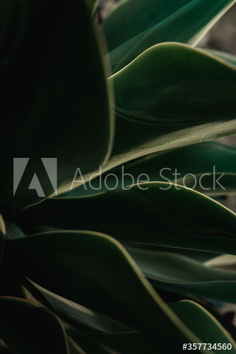 Close up of coastal cactus plant