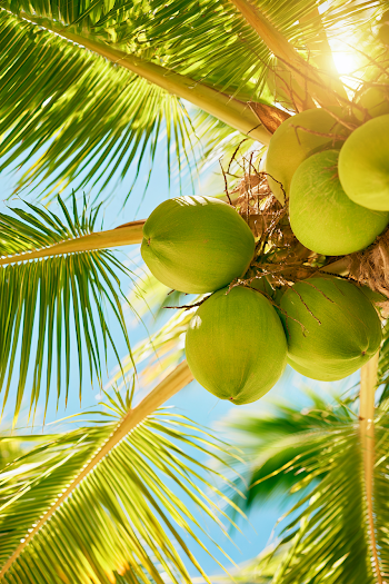 Close-Up of Coconuts on a Palm Tree