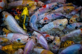 Close-up of Colorful Fish in a Pond
