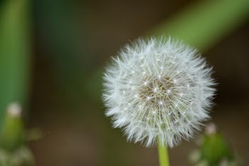 Close-up of Dandelion