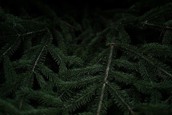Close-up of dark green fir branches