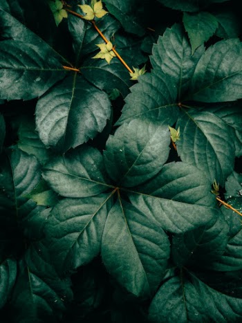 Close-up of Dark Green Leaves