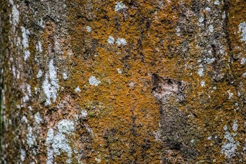 Close-up of dark yellow moss on tree bark