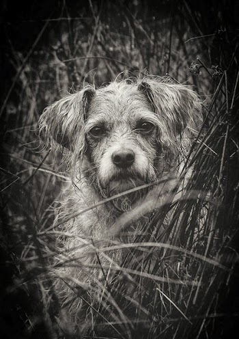 Close-up of Dog