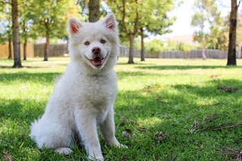 Close-up of Dog on Grass