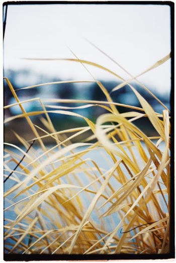 Close Up of Dry Grass · Free Stock Photo