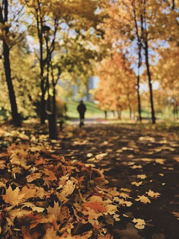 Close-up Of Dry  Maple Leaves On The Ground