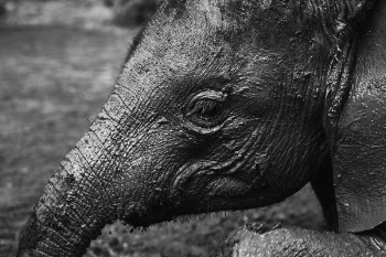 Close-up of Elephant Calf