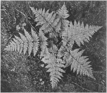 Close-up of ferns, from directly | Free Photo - rawpixel