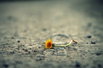 Close-up of Flower on Sand