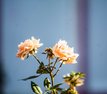 Close-up of Flowers