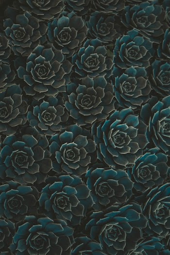 close-up of flowers