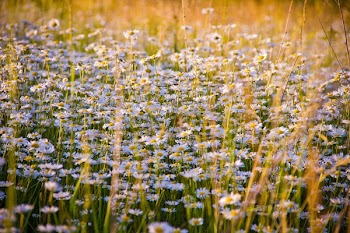 Close-up of Flowers Growing in Field