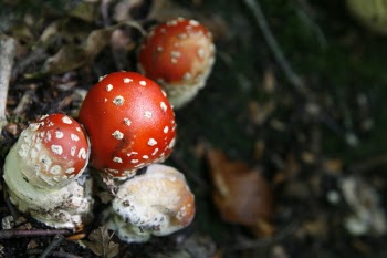 Close-up of Fly Agaric Mushroom