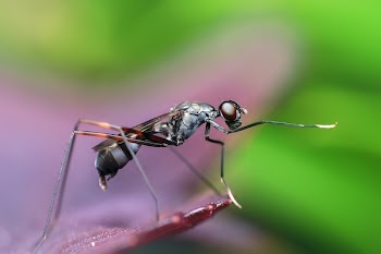 Close-up of Fly Perching on Leaf