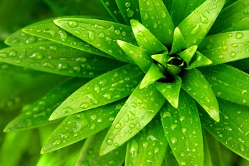 Close-up of fresh green foliage with water drops after rain
