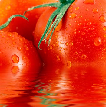 Close up of fresh red tomatoes reflected in the water