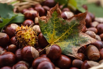 Close-up of Fruits on Field during Autumn