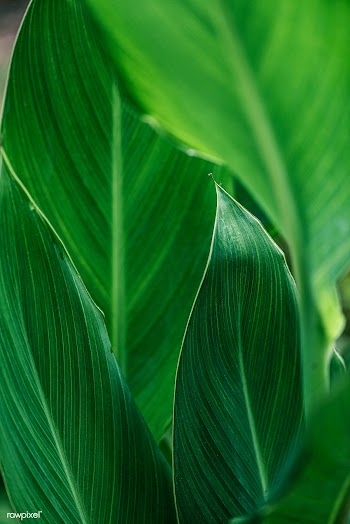 Close up of green Cigar flower leaves | Free  photo - 2264006
