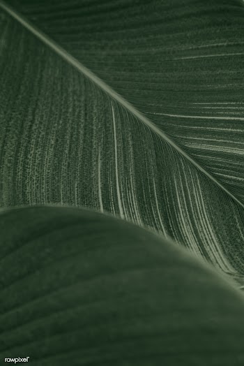 Close up of green Cigar flower leaves | Free  photo - 2267686