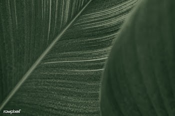 Close up of green Cigar flower leaves | Free  photo - 2310819